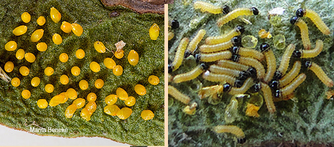 Mylothris rueppellii haemus egg and larvae