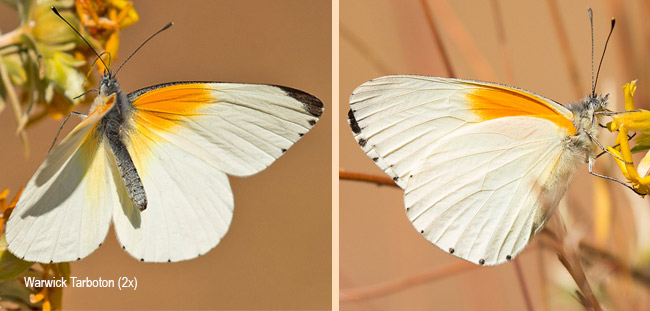 Mylothris rueppellii haemus