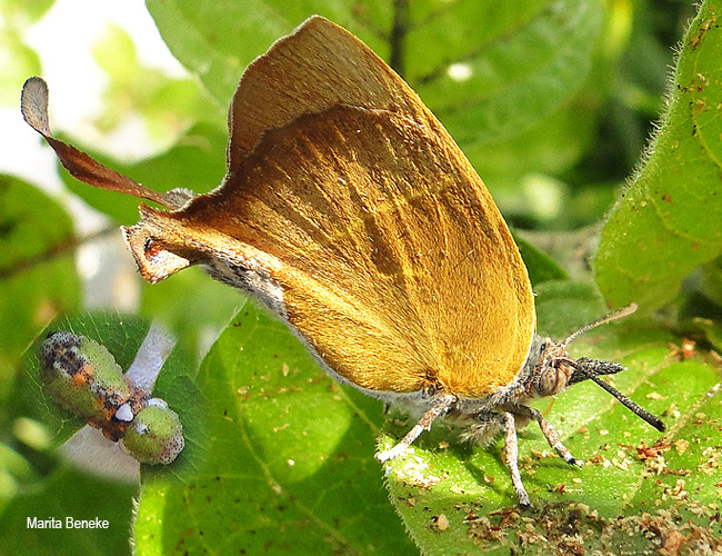 Myrina silenus