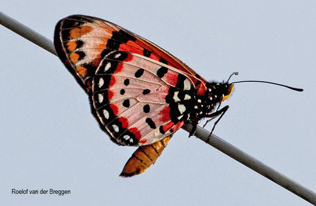 Tildia barberi