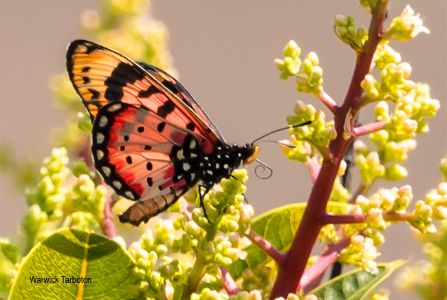 Tildia barberi