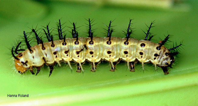 Telchinia esebria larva
