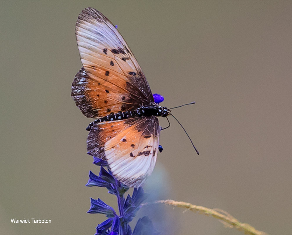 Stephenia natalica