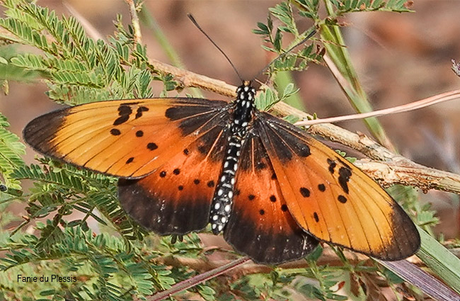 Stephenia natalica