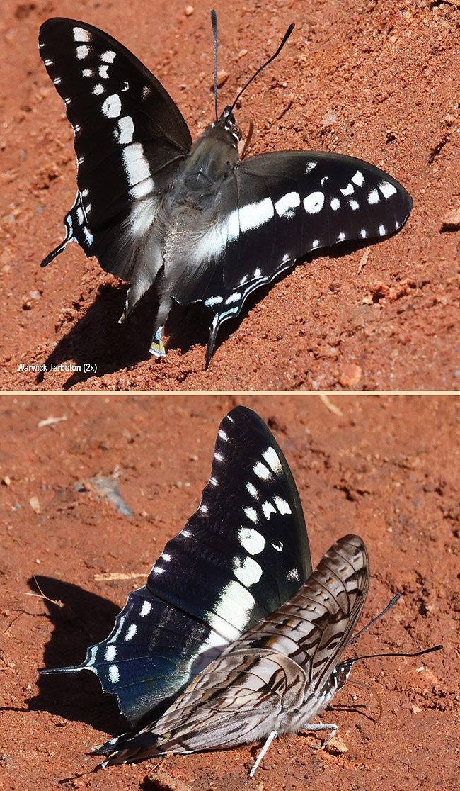 Eriboea achaemenes