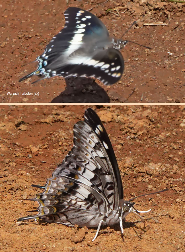 Eriboea achaemenes