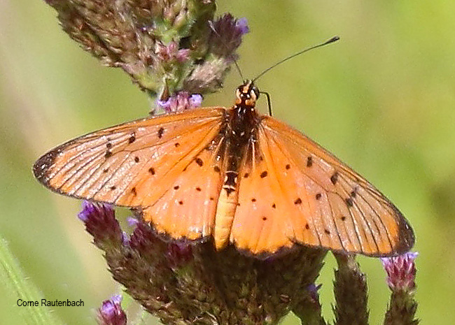 Stephenia oncaea