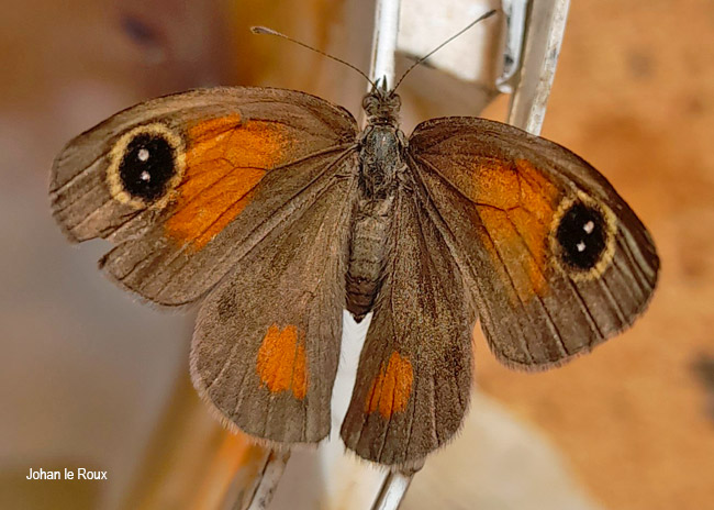 Stygionympha wichgrafi wichgrafi