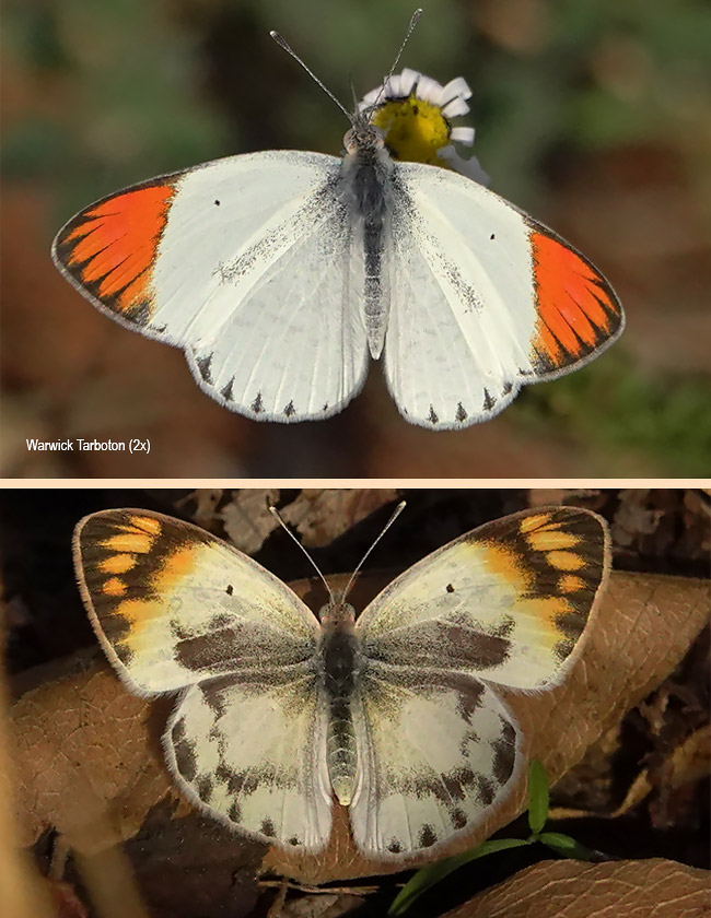 Colotis antevippe gavisa