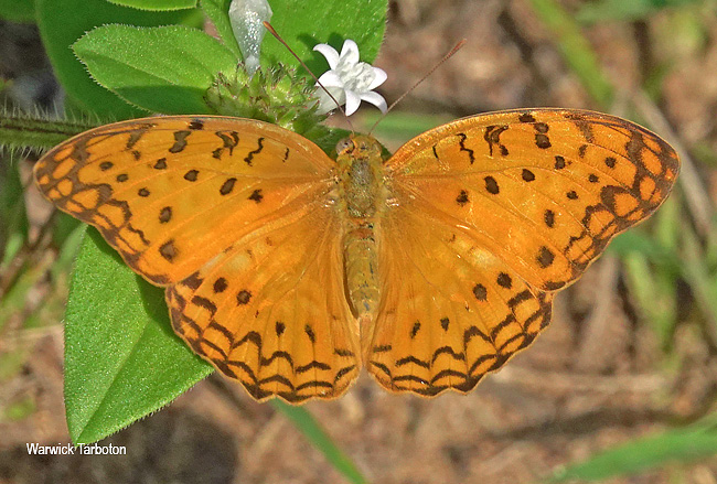 Phalanta phalantha aethiopica