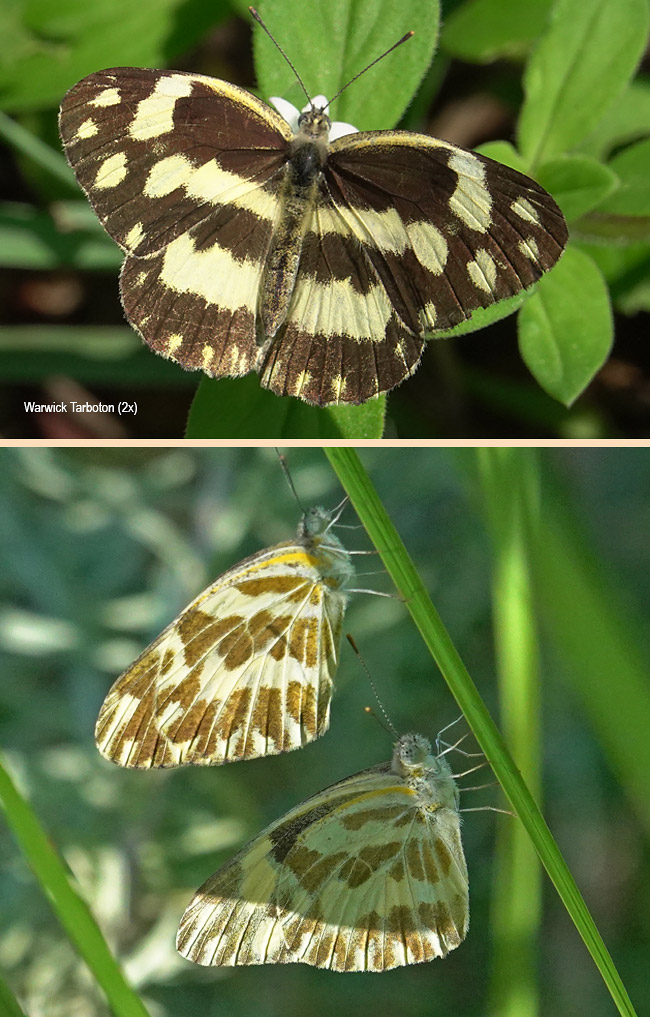 Pinacopteryx eriphia eriphia