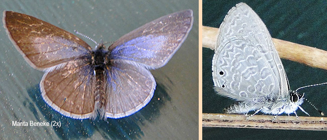 Pseudonacaduba sichela sichela