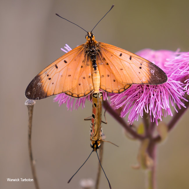 Acraea caldarena