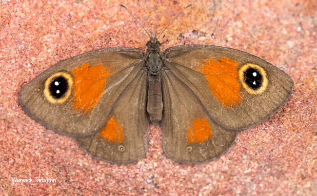 Stygionympha wichgrafi wichgrafi