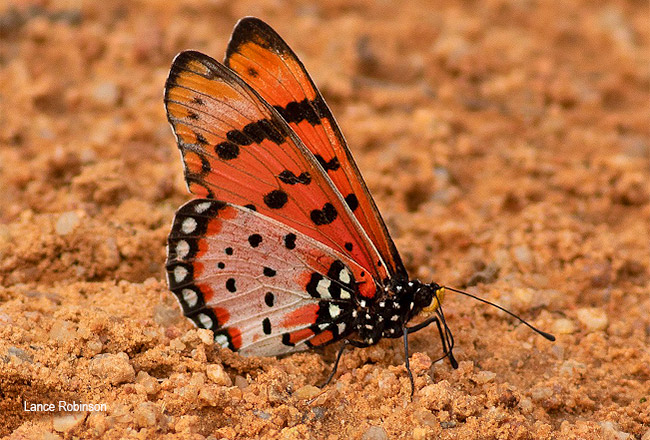 Tildia barberi