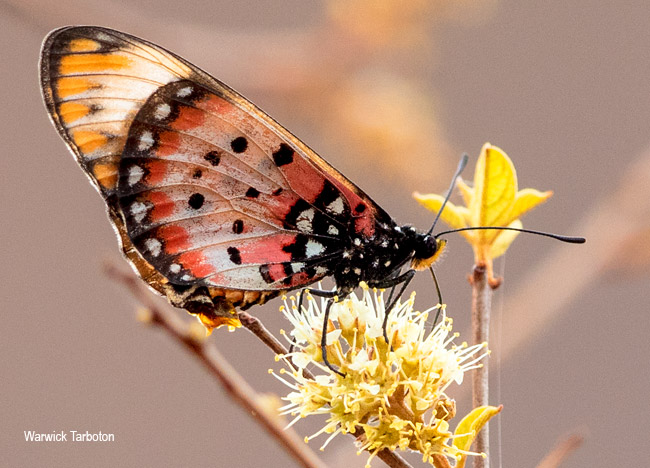 Tildia barberi