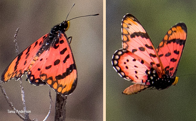 Tildia barberi