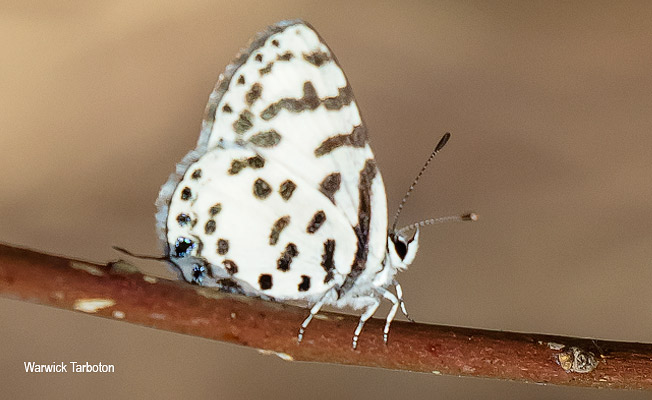 Tuxentius calice