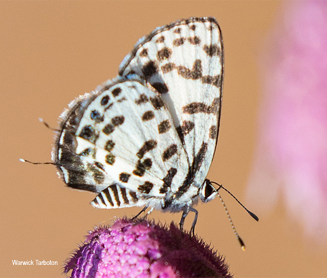 Tuxentius calice