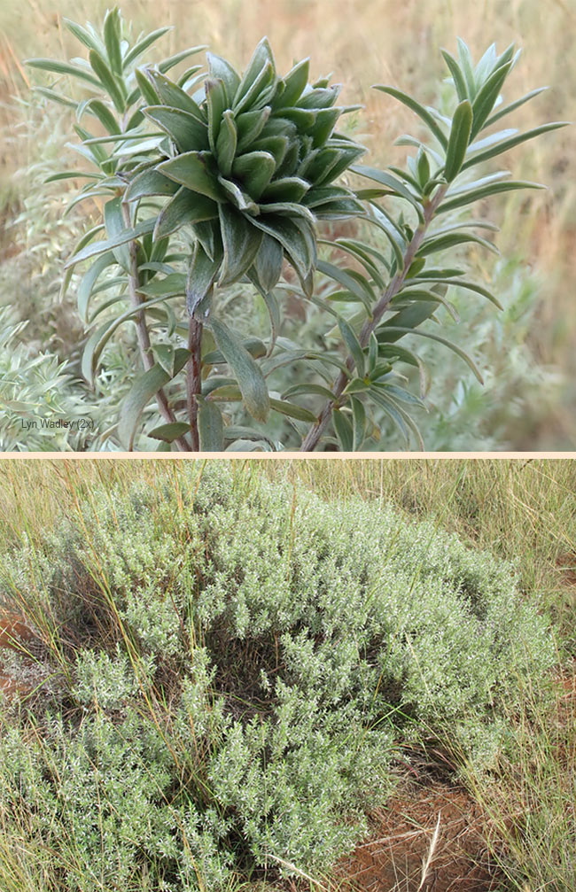 Dicoma galpinii