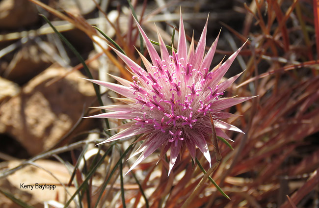 Dicoma galpinii