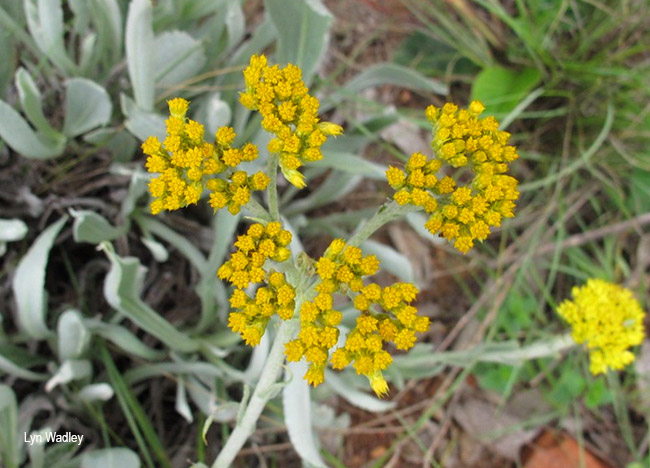 Helichrysum dasymallum