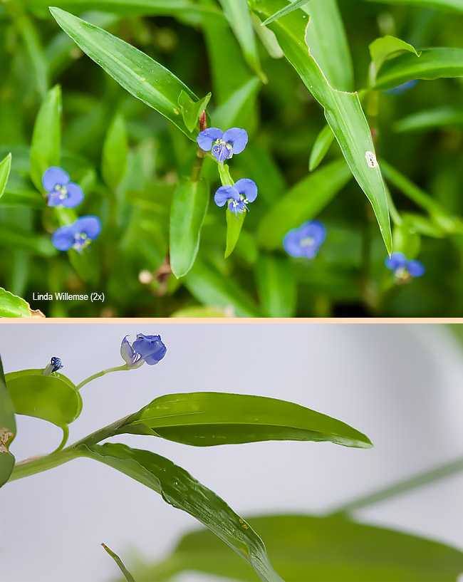 Commelina diffusa