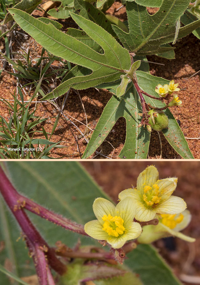 Jatropha zeyheri