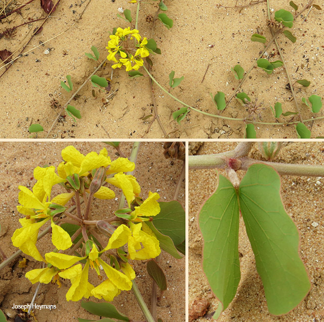 Tylosema esculentum