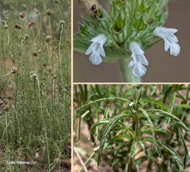 Acrotome angustifolia