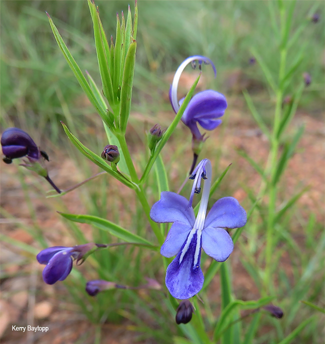 Rotheca hirsuta