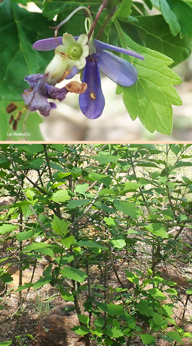 Rotheca myricoides