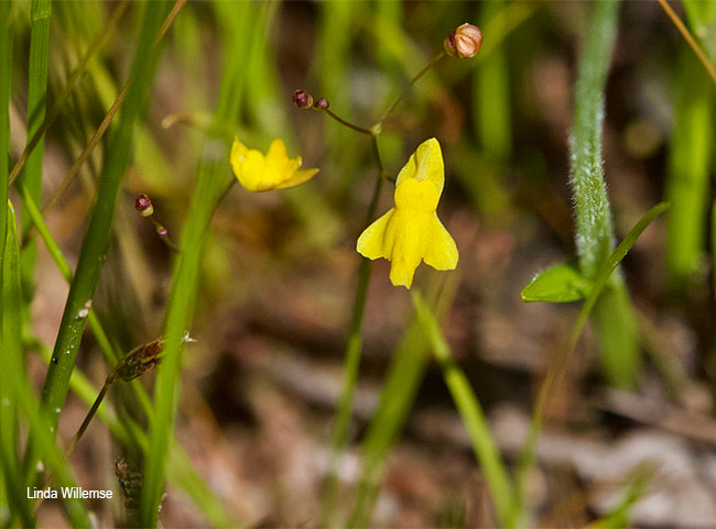 Utricularia subulata