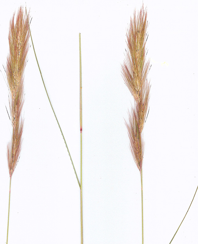 Aristida congesta congesta