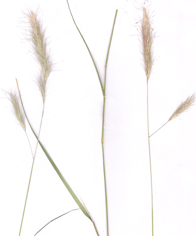 Aristida congesta congesta