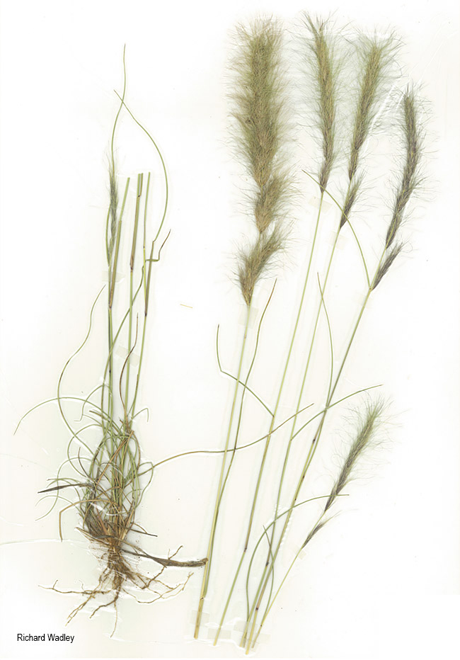 Aristida congesta