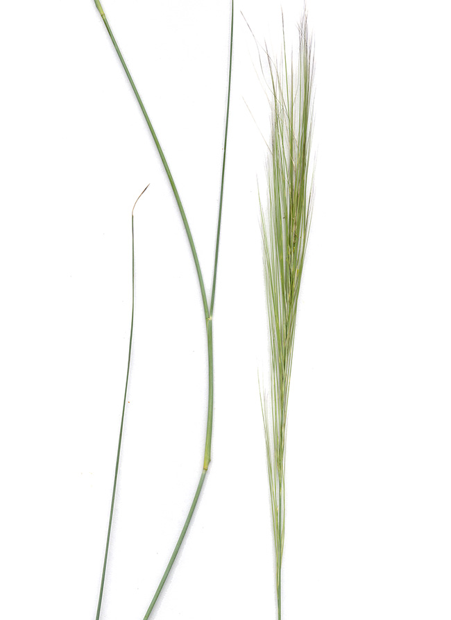 Aristida stipitata