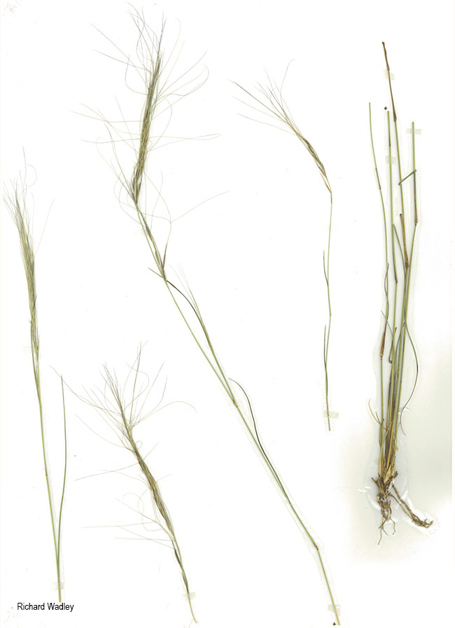 Aristida stipitata