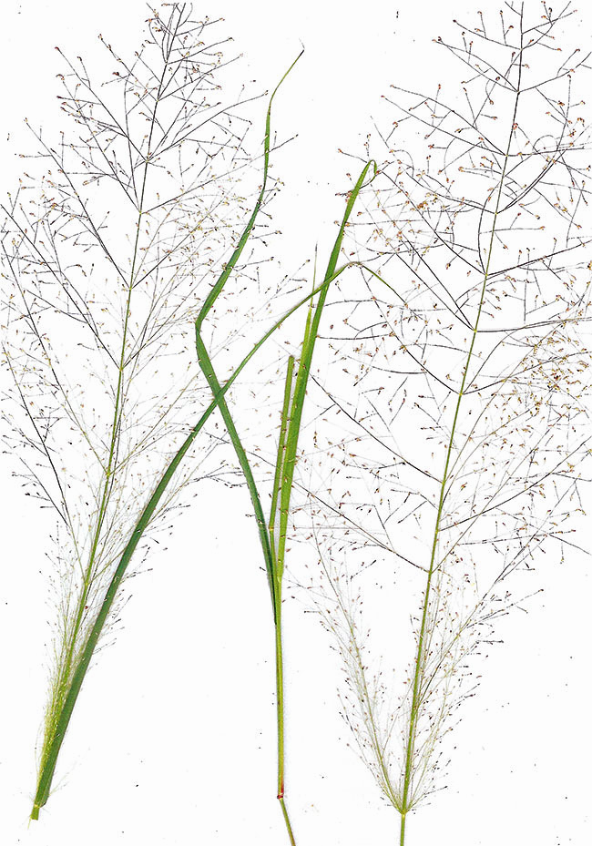 Eragrostis biflora
