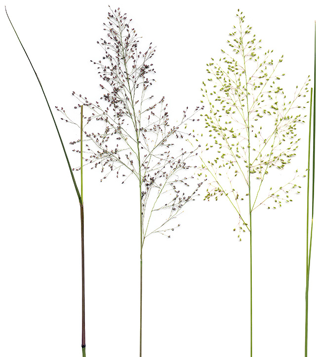 Panicum natalense