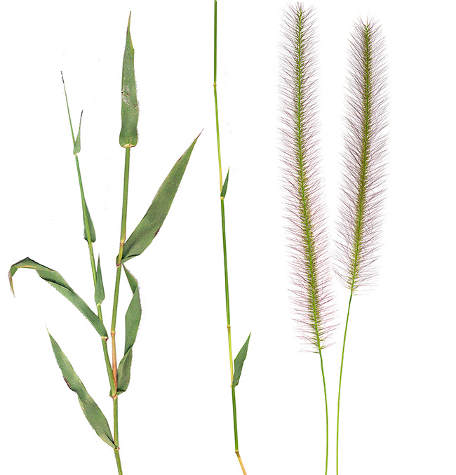 Perotis patens