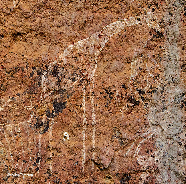 Giraffa camelopardalis