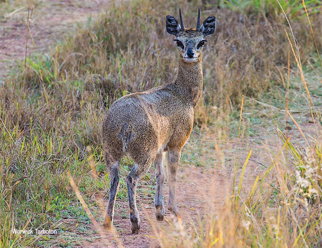 Oreotragus oreotragus, Klipspringer