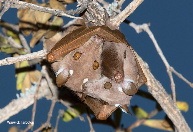 Epomophorus wahlbergi
