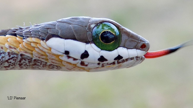 Dispholidus typus