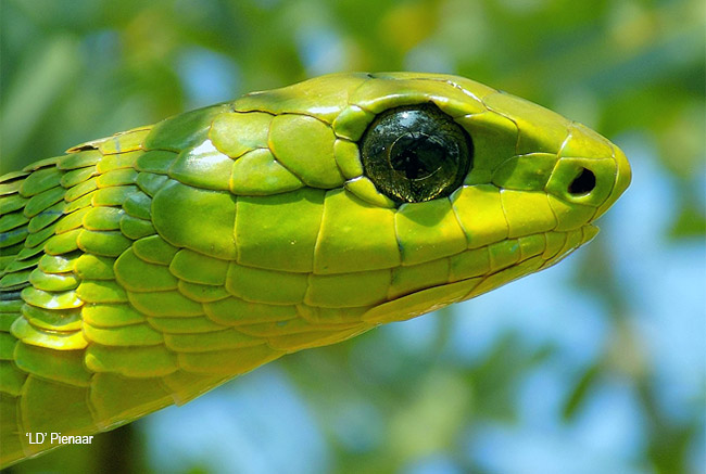Dispholidus typus