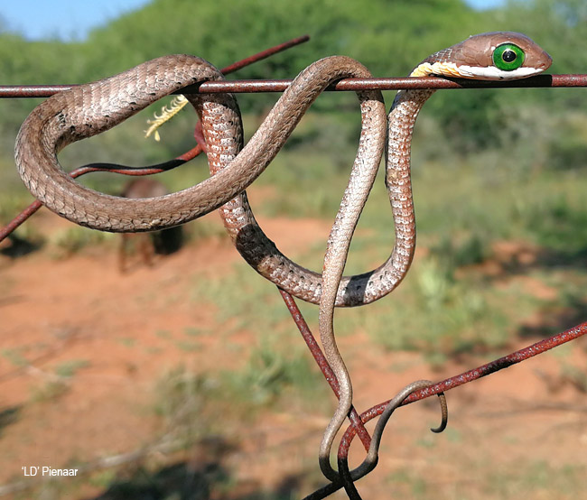 Dispholidus typus