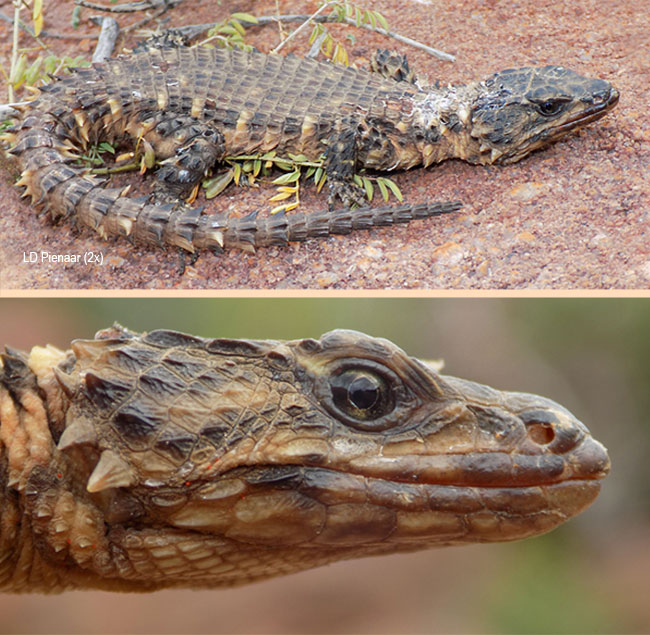 Smaug breyeri