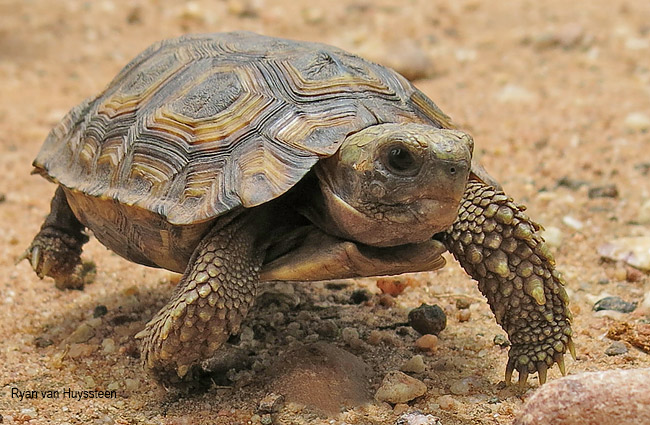 Kinixys spekii