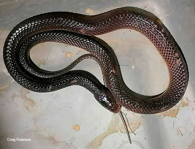 Gonionotophis nyassae